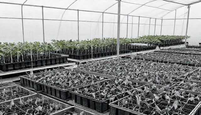 种苗供应问题及技术指导处理方向