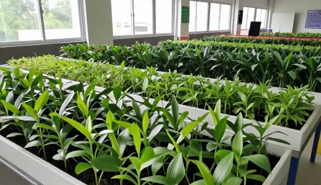 提升种植效率的关键：种苗选择与维护策略